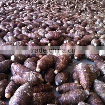 1.75kg Fresh Taro for Sale at Best Market Price