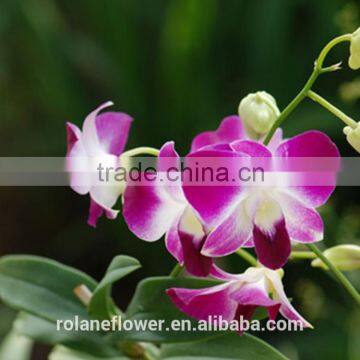 Purple Cattleya Orchid Plants Export for Wedding Event Decoration photo-3
