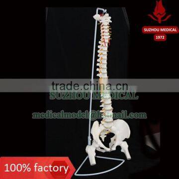 Life-size Vertebral column with pelvis pelvis and femur heads                        
                                                Quality Choice