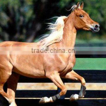 Running horse pattern cloth painting