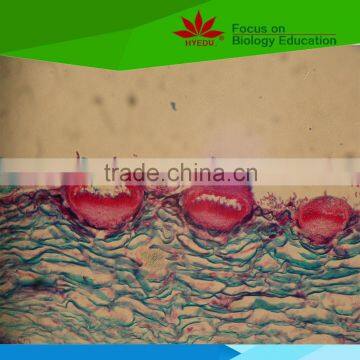 Individual low priced grape diseases microscope glass slides