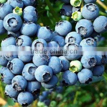 Blueberry Juice Powder ISO9001, HACCP