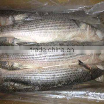 Frozen Sea Fish Grey Mullet with Best Quality