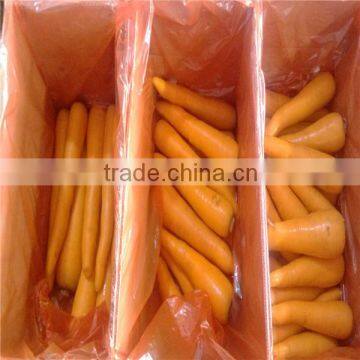 Top quality fresh carrot from Chinese factory