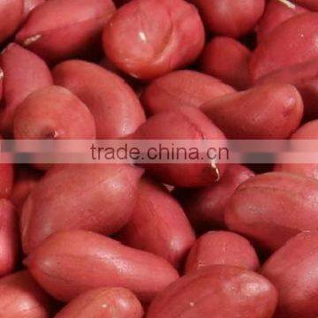 China Origin Size 9/11 Peanut in Shell for Sale photo-4