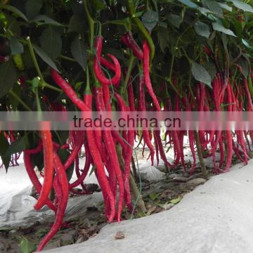 Hybrid green red chilli pepper seeds for sale 7303