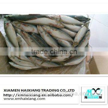 Mackerel fish price