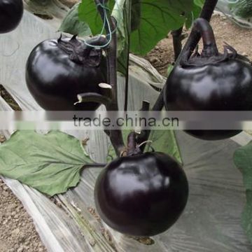 HE07 Konzi round black hybrid eggplant seeds