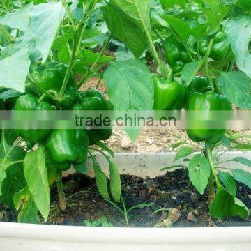 chilli pepper blocky pepper seeds