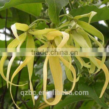 for dry and oily skin impotence and frigidity people pure essential ylang ylang oil