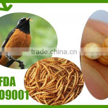 Pure natural wholesale chicken feed dried mealworms // bird feed mealworms