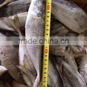 HORSE MACKEREL TARCHURUS JAPONICUS 20CM+