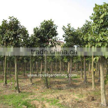 Ficus Altissima Nursery in Ground photo-3