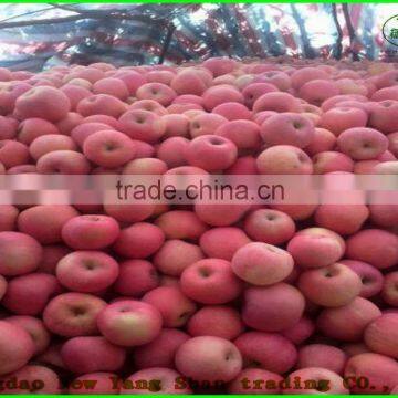 (HOT) Fresh FUJI Apples/Apple exporters cheaper