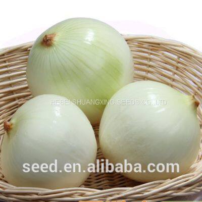 High Yield and Good Disease-resistant White Onion Seeds for Planting photo-2