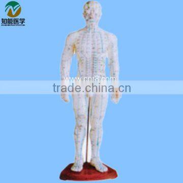Shanghai, Chinon, 60cm Standard Anatomical Acupuncture Human Body Sims photo-3