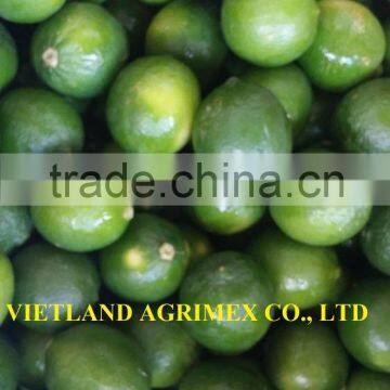 HIGH QUALITY GREEN LEMON/ LIME/ LEMON FOR SALE FROM VIETNAM