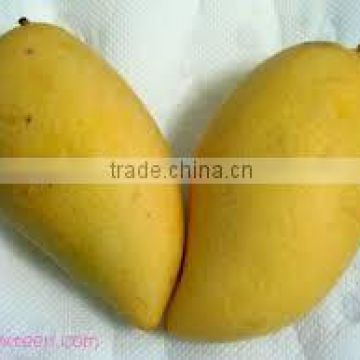 Organic fresh mango