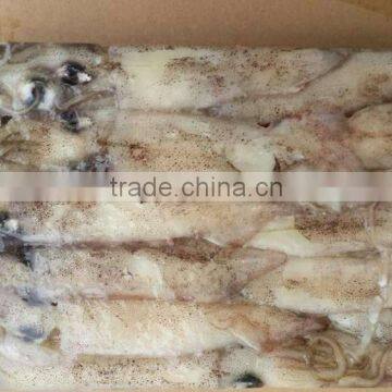 Frozen Whole Round Squid photo-3