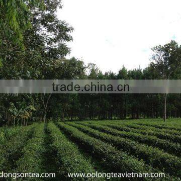 Organic Oriental Beauty Tea photo-5