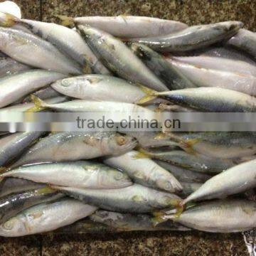 Whole round frozen fish 8-10pcs/kg for canned mackerel