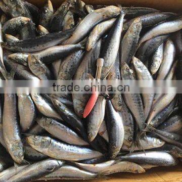 new frozen pacific sardine fish frozen pacific fish