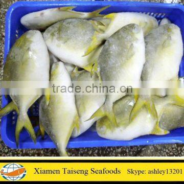 High Quality Golden Pompano Fish