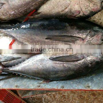 Frozen Skipjack Tuna