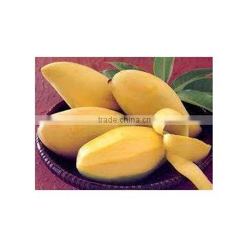 Fresh Mango Competitive price from Vietnam