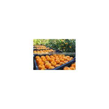 chinese Mandarin orange for international market