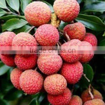 Chinese Heiye Litchi Fruit