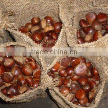 Organic Raw Chestnut Fresh -Hot Sale