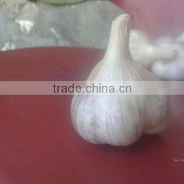 White Garlic photo-4