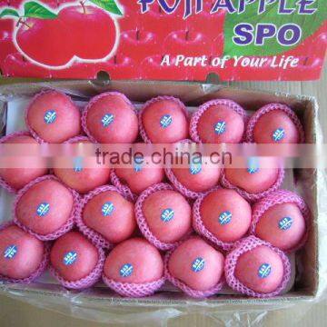 Fuji Apple Exporter in China