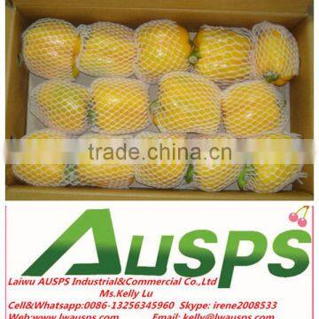 Fresh Red Capsicum photo-2