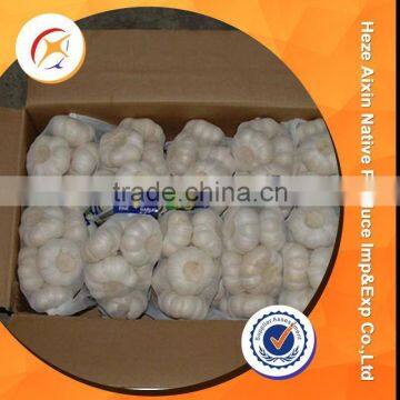 Fresh Garlic Farming For Wholesale