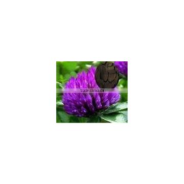 red clover plant extract powder