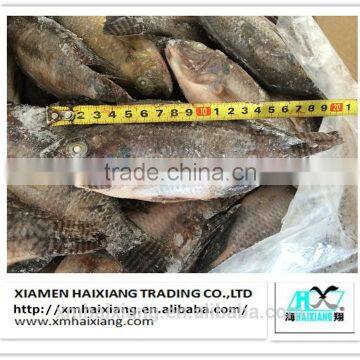 Frozen tilapia/tilapia fillet price wholesale price