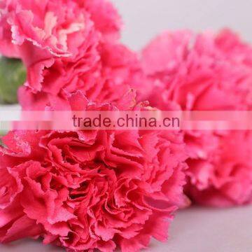 Best Quality Fresh Carnation Flower With Low Price photo-2