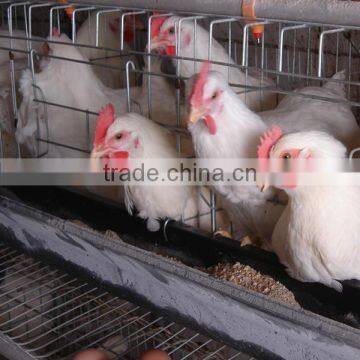 Chicken cage hot sale with PVC feeding trough