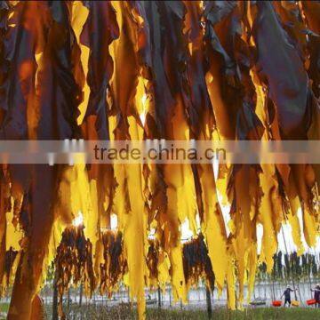 Seaweed Bio Fertilizer Liquid Growth Hormone Fertilizer photo-3