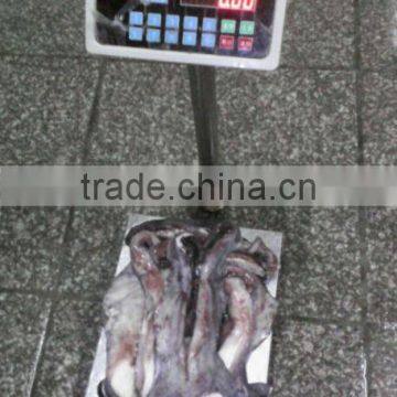 Frozen Bait of Giant Squid Tentacle photo-3