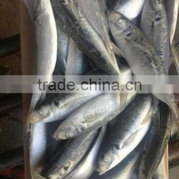 Frozen Horse Mackerel Fish