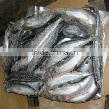 sea food and retail frozen wholesale fishing