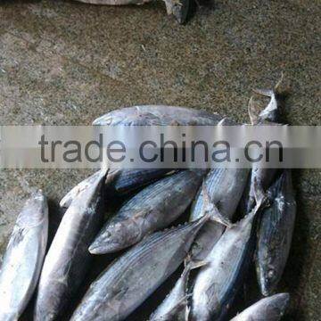 Skipjack tuna