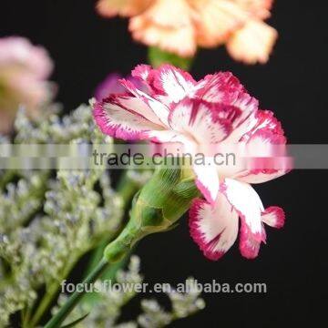 multi-colored fresh cut rose-red flowers carnations Fresh Cut Flowers Processing Type