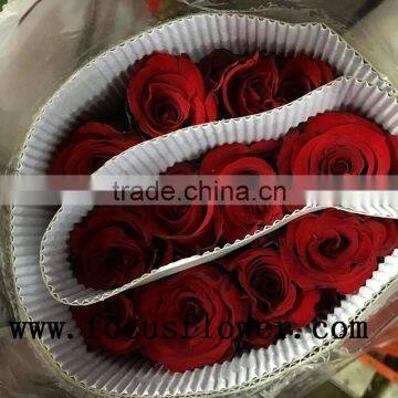 Wholesale Holland Roses Fresh Jasmine Flowers Carola for Wedding Decoration photo-6
