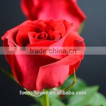 High Quality Decorative Fresh Cut Flowers Roses Carola from Kunming