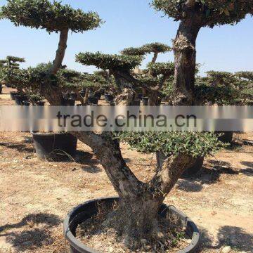 Olea Europaea "Pompon"old Skin Trunk photo-5