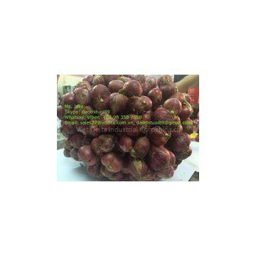 Dried RED PURPLE ONION Vietnam 2016 (Jolie whatsapp viber 84 98 358 7558)